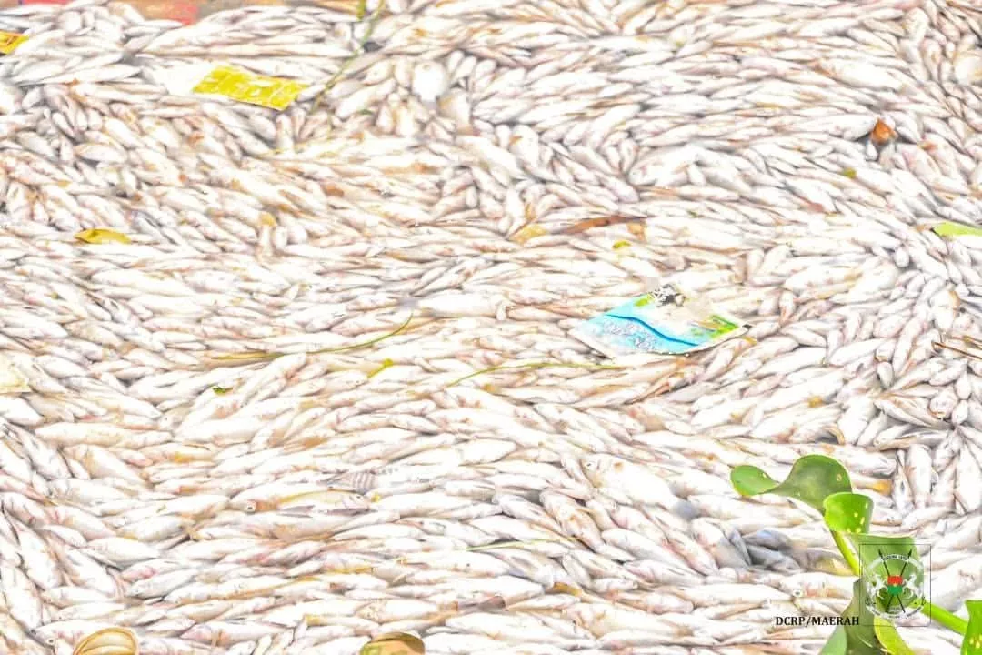 Mortalité massive de poissons au barrage n°3 : le symptôme d’un mal environnemental profond